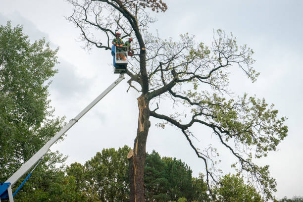 Best Palm Tree Trimming  in Fairmont, MN